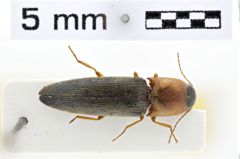 Foto (Dorsalansicht) von Ctenoplus labialis (NHMW-ZOO-COL-0010733)